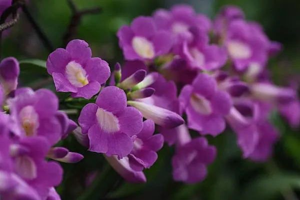 蒜香藤的花語：互相思念