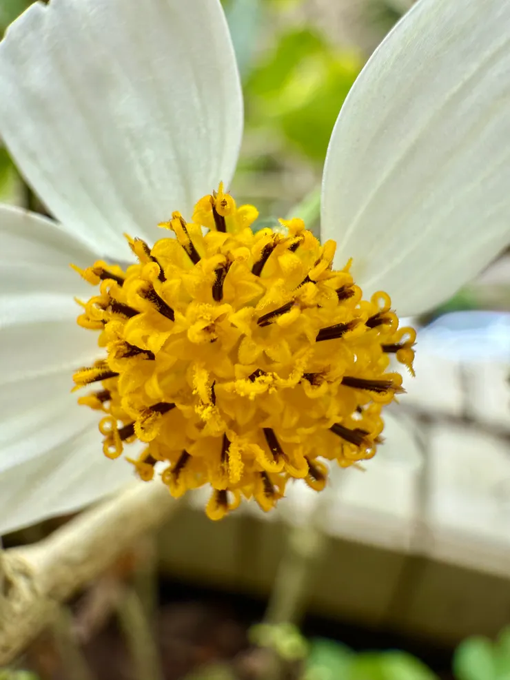 中間凸起的黃色花朵是＂管狀花朵＂