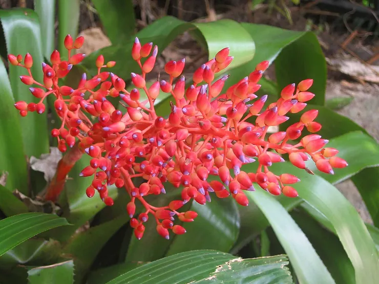 珊瑚鳳梨Aechmea fulgens