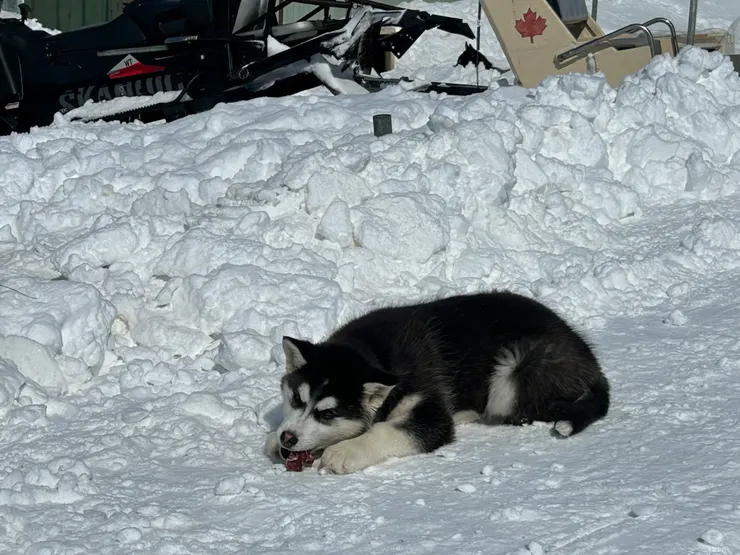 可愛第一名的幼犬