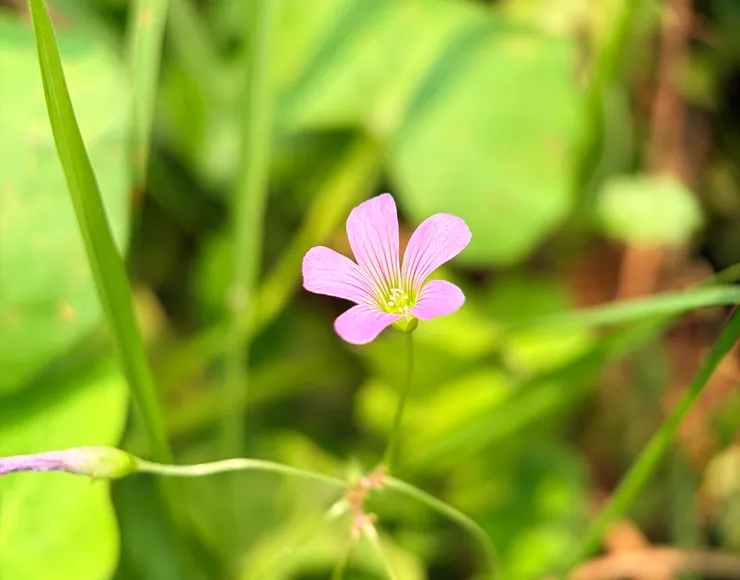用APEXEL Xtreme 拍路邊野花