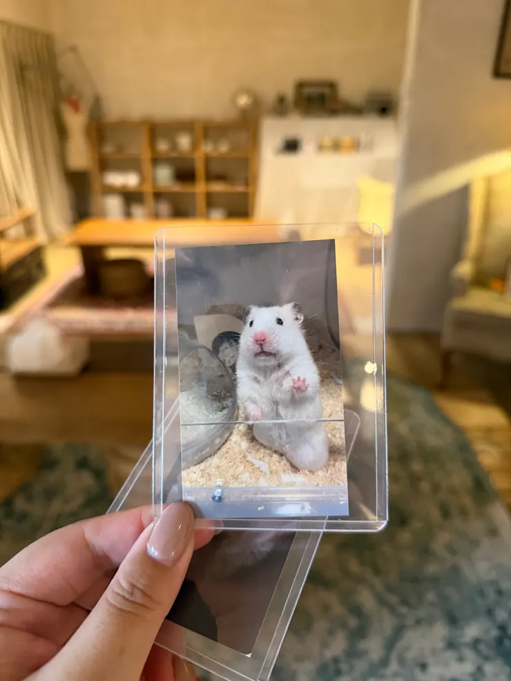 於是我也拿起離開一個月左右的 咖哇(Kawa)的 照片，跟他說，我們來這裡玩囉！