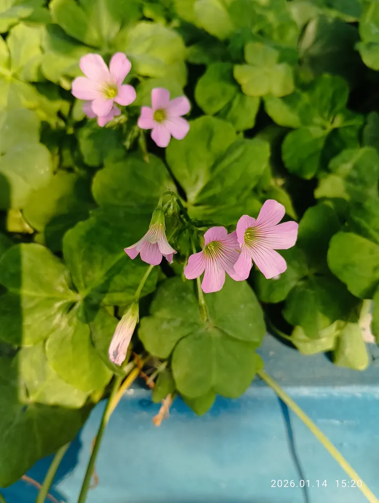 常見的三葉苜蓿