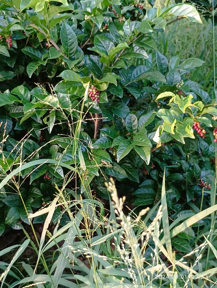 五月茶，自拍攝