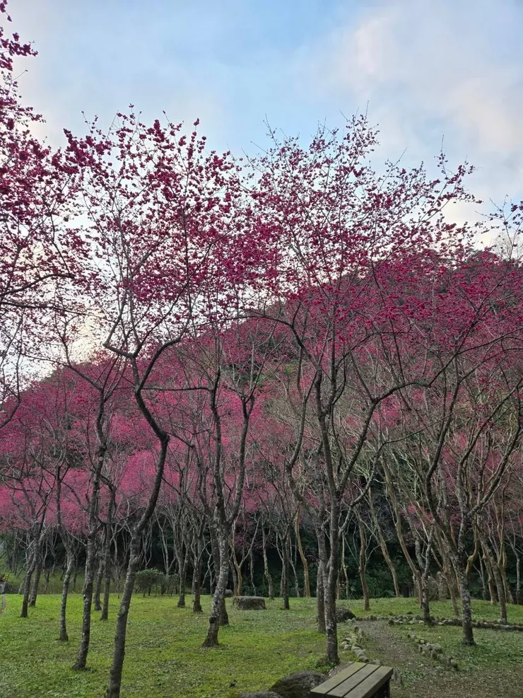 沿途經過櫻花盛開的景色