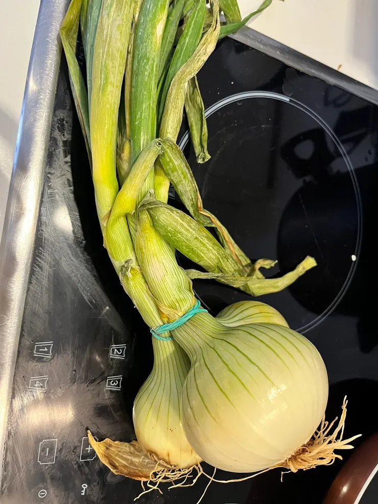 洋蔥這樣賣，後段當蔥用。