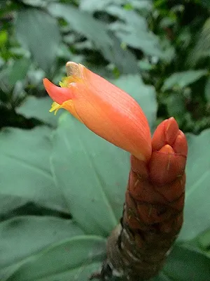 src