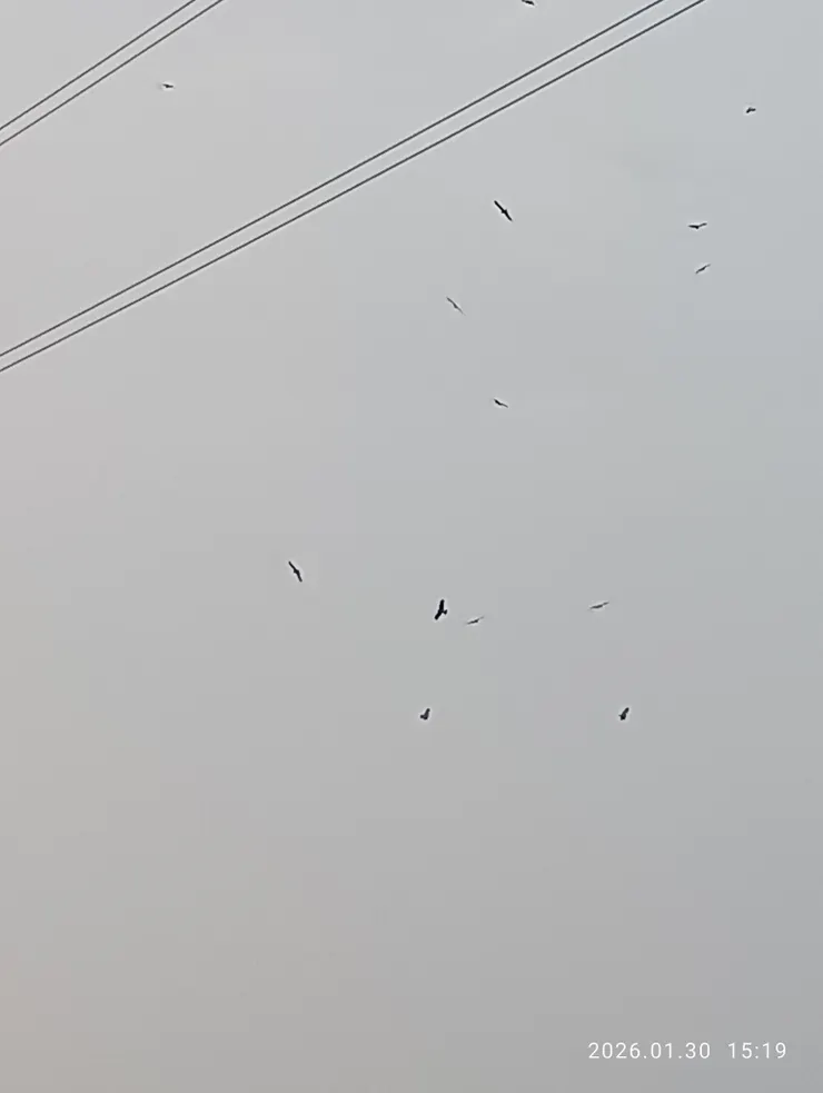 鷂婆（客語）拉葉（台語）老鷹黑鳶；個人於圳寮濕地與海豐生態池間的曠野處見！數量約二十隻