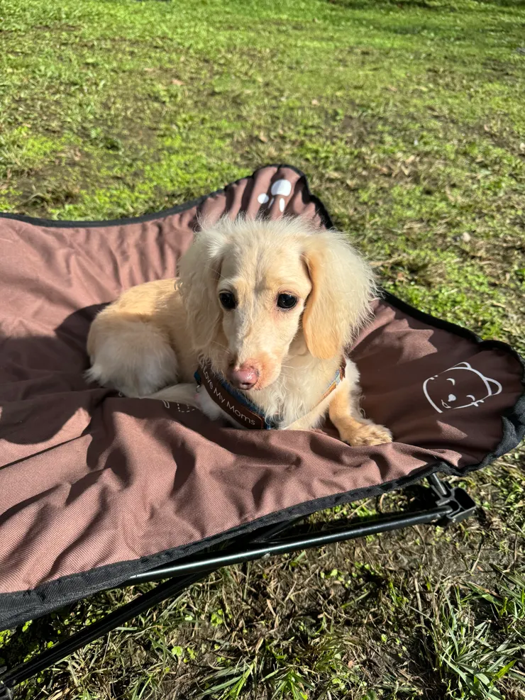 盲果(Mango) 小屁孩