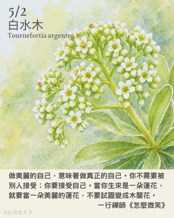 白水木×一行禪師《怎麼微笑》
