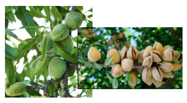 杏仁果，其實是西方扁桃的果核仁