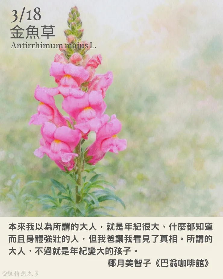 金魚草×椰月美智子《巴翁咖啡館》