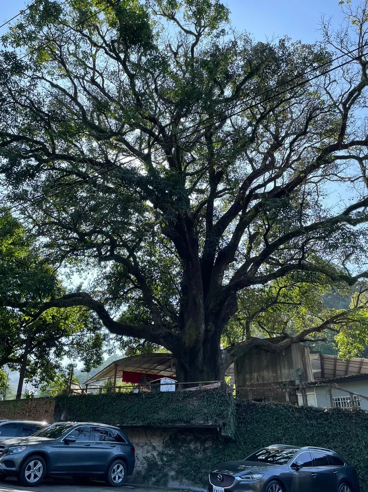 從鹿寮坑山溪溝登山口出來，馬路邊有一顆300年茄苳巨木