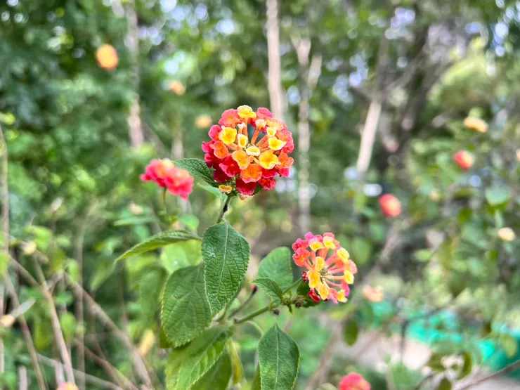 花花世界
