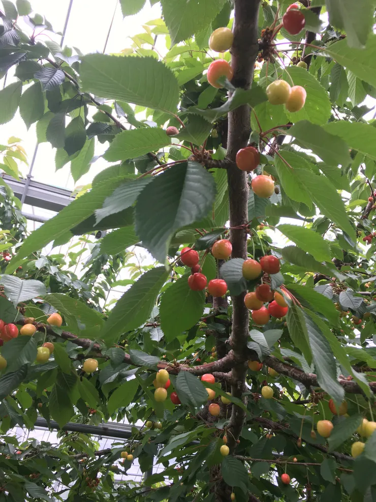 再一周就可以長大的櫻桃