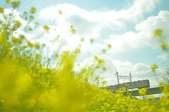 種子有種就有，沒種就沒有