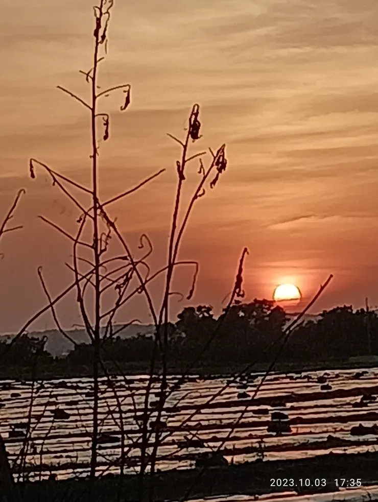 日暮相關處，那一片將植種美濃瓜田紅映眼眸，自拍攝