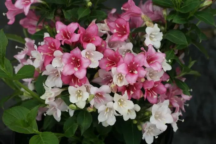 五彩錦帶花(Weigela florida)