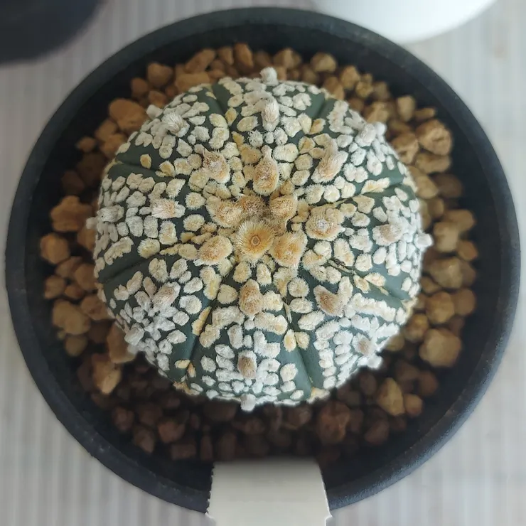 買這顆超兜附的種莢，父本未知