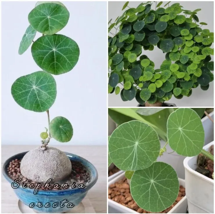 山烏龜（Stephania erecta）