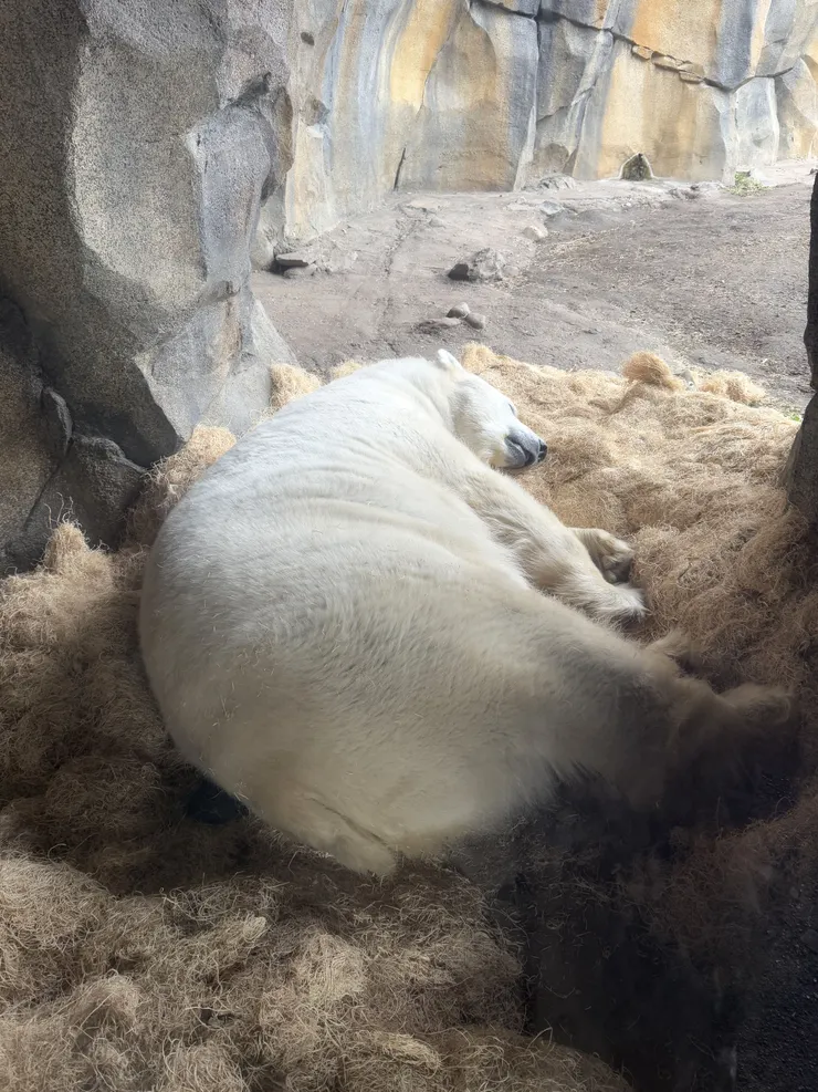 蓬鬆的草堆躺在上面看起來格外舒服