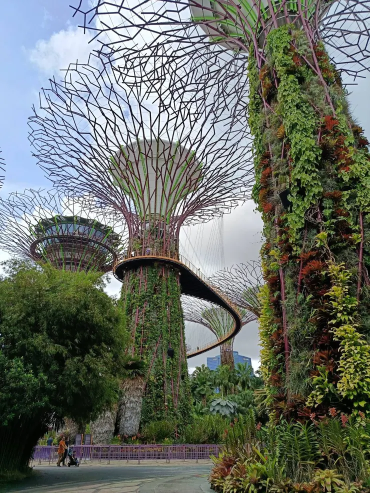穿越一層層的植物牆，映入眼簾的是峨然矗立的天空樹。