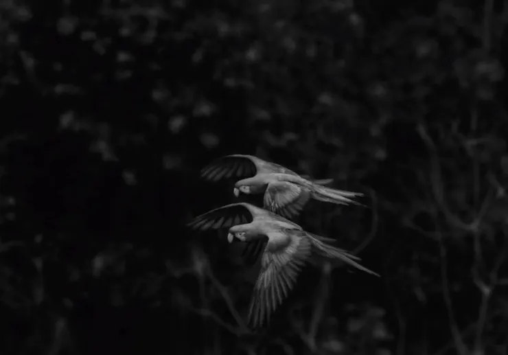 Sebastião Salgado《Genesis》