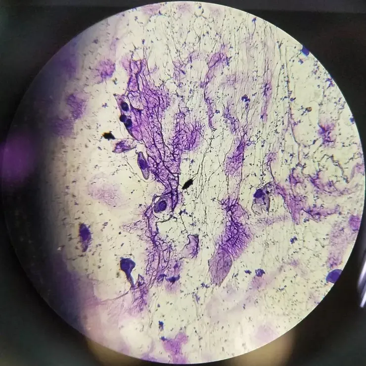 顯微鏡視野下的細胞們