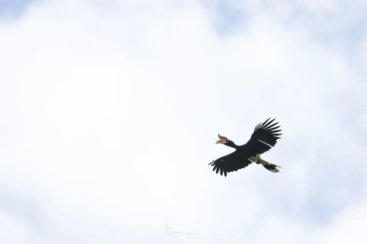 馬來犀鳥凌空飛翔。