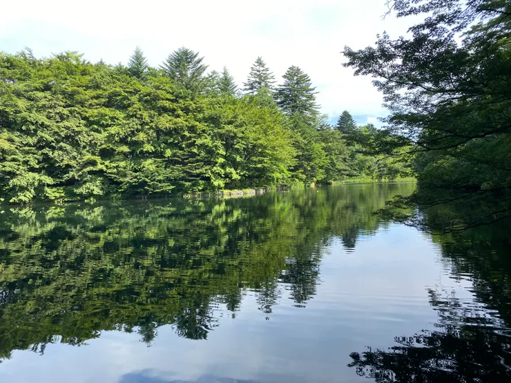 池水清澈能倒映出綠色樹葉