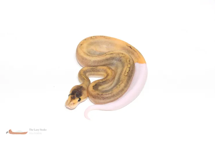 Champagne het Pied 50% het Albino