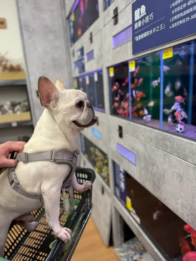 我走得很慢，因為我在找媽媽