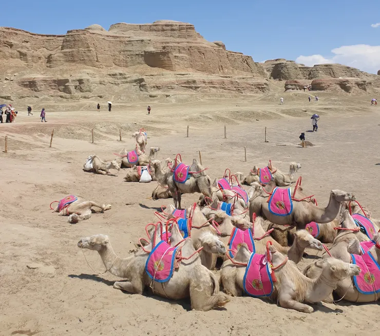 新疆特有品種白駱駝，體型較為嬌小，好可愛喔！