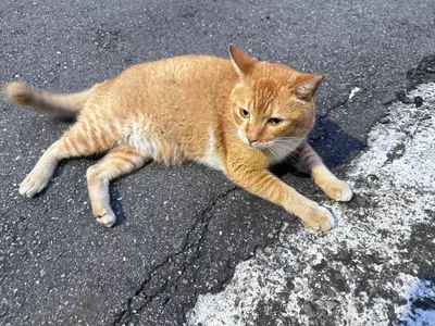 遇到新的毛朋友！