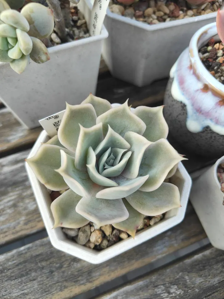 我的藍鯨也是夏天顏色會(淡粉)比現在漂亮，很重陽光吧 (吼 北部真的太愛下雨)