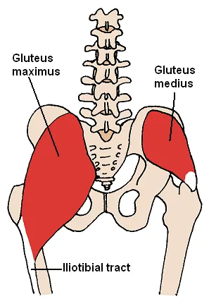 臀大肌 Gluteus maximus、臀中肌 Gluteus medius