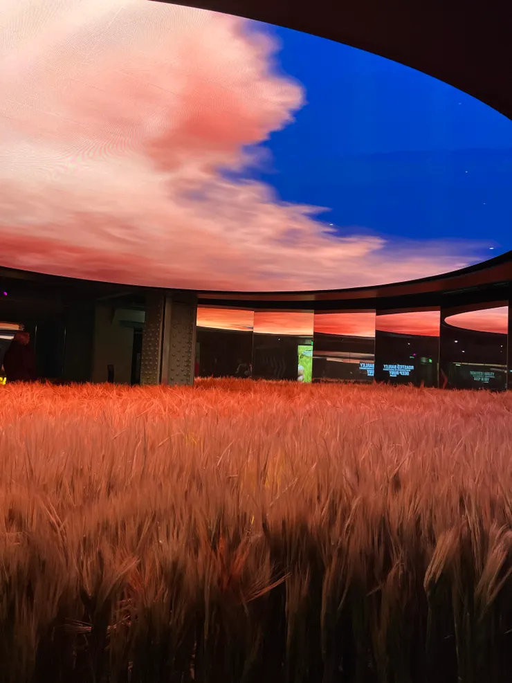  展場中，呈現了啤酒原料——大麥的生長環境，讓人們身歷其境，了解健力士啤酒的來源。 ( Joy 攝於健力士博物館)