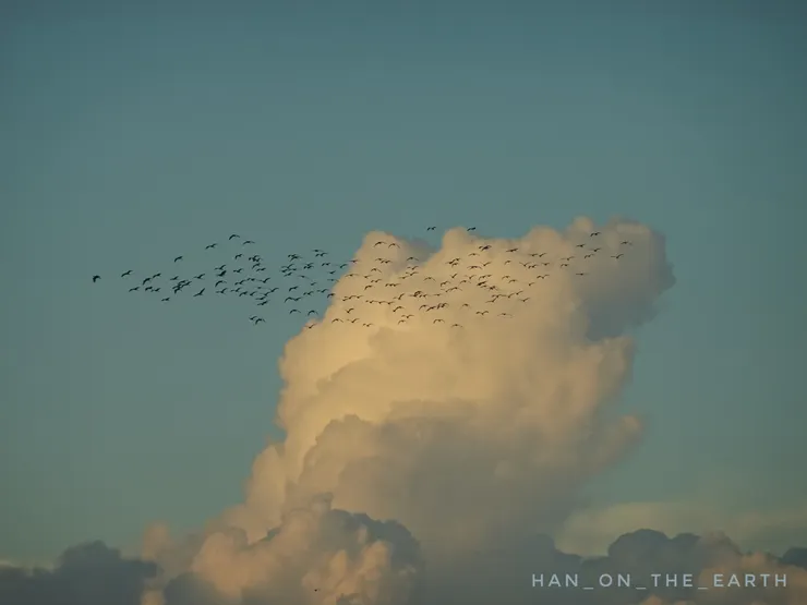 鷺群與秋天柔和的夕陽，拍攝於石門水庫大壩
