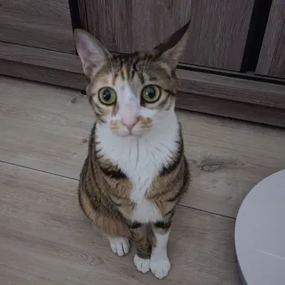 夏洛特與四毛的生活隨筆