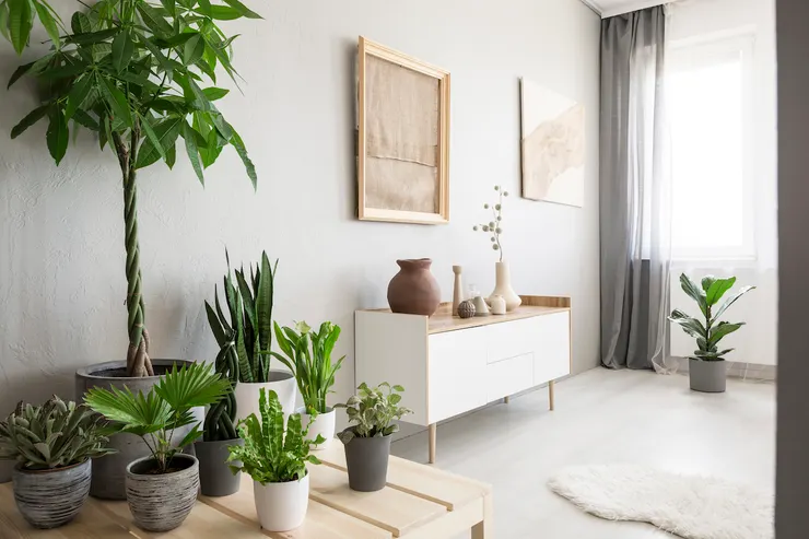 室內盆栽推薦】推介5大易種易打理室內植物! - OKAY.com 屋企