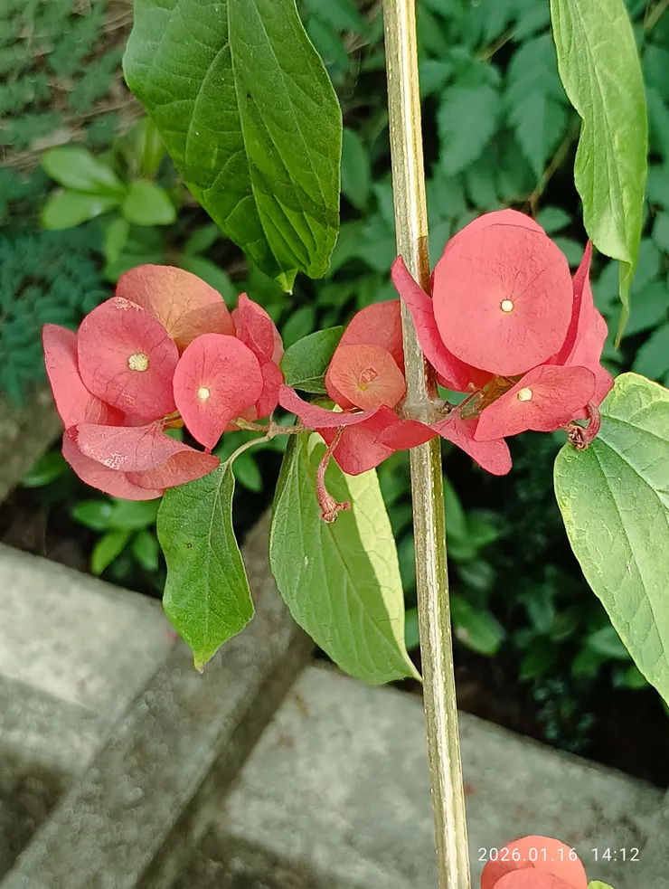 花型圓中心處黃