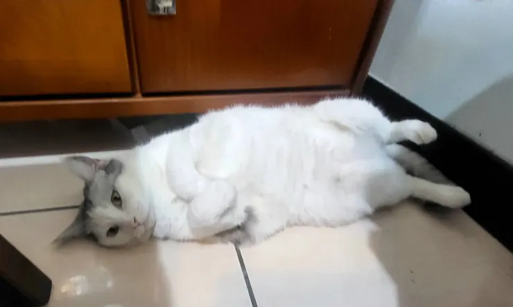 小白(李建崑攝影)