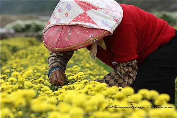 每年11月中旬是杭菊的盛開時節