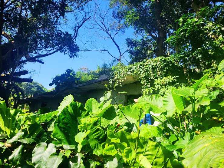 一大片姑婆芋，完全看不到路徑