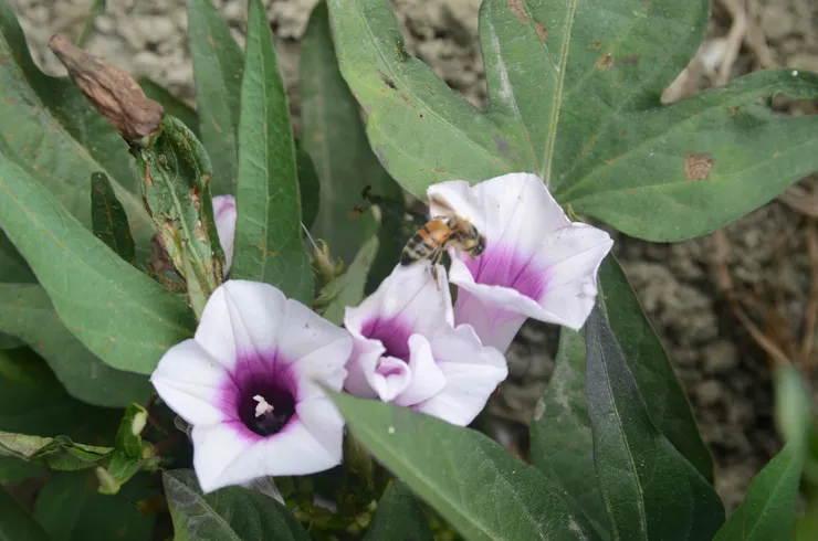 偏好乾燥旱地,匍匐生長的地瓜花