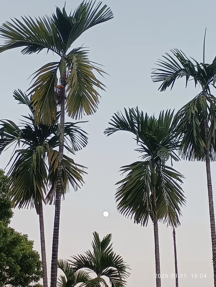 顒望白玉鉤，皆自拍攝