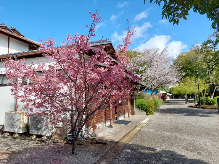粉紅櫻花與白櫻花
