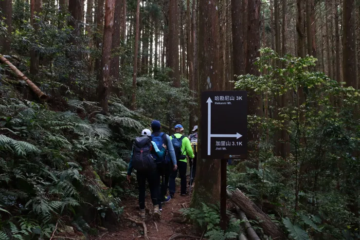 加里山與哈堪尼山叉路取左往哈堪尼，前行一小段後取右緩下風美溪溪谷