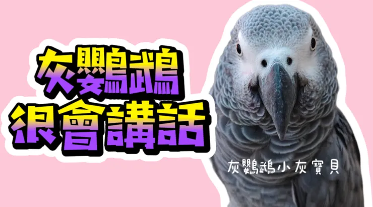 圖片來源:YouTube 灰鸚鵡小灰寶貝
