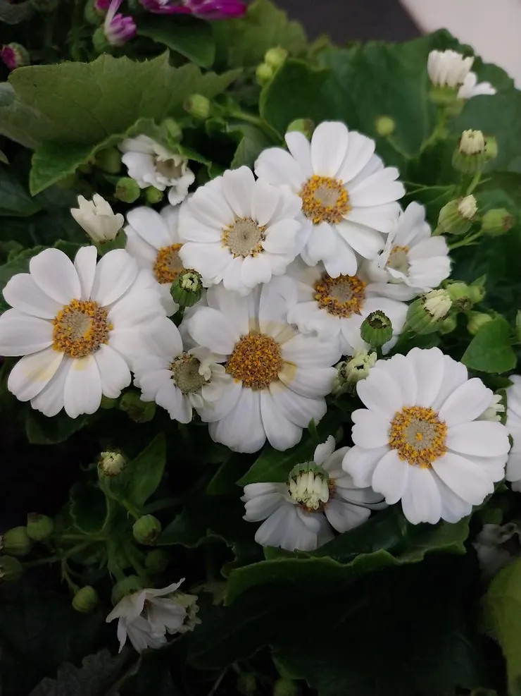 瓜葉菊Pericallis hybrida